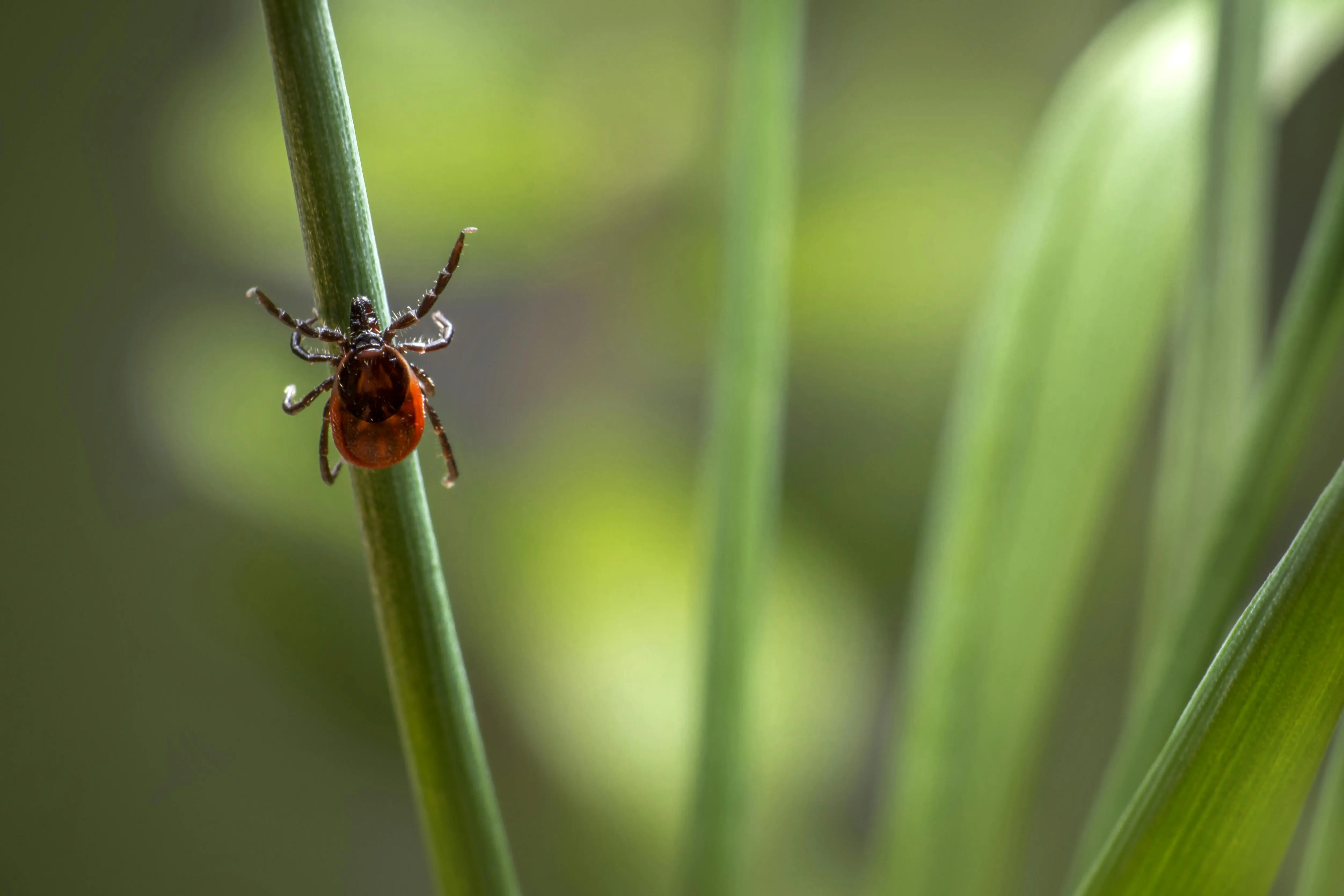 Tick โ Borrelia & Fungi